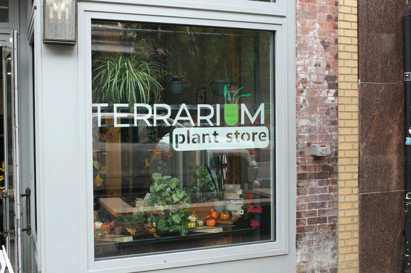 Succulent Class with Terrarium Plant Store